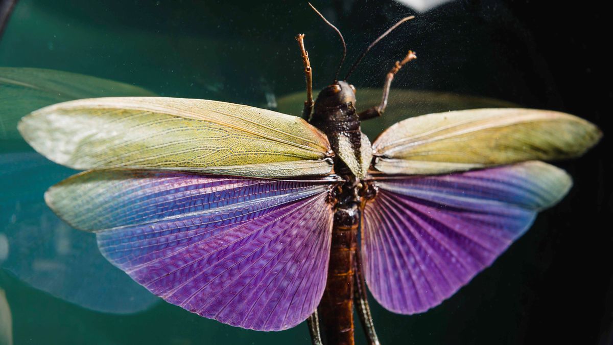 Cavalletta arcobaleno
