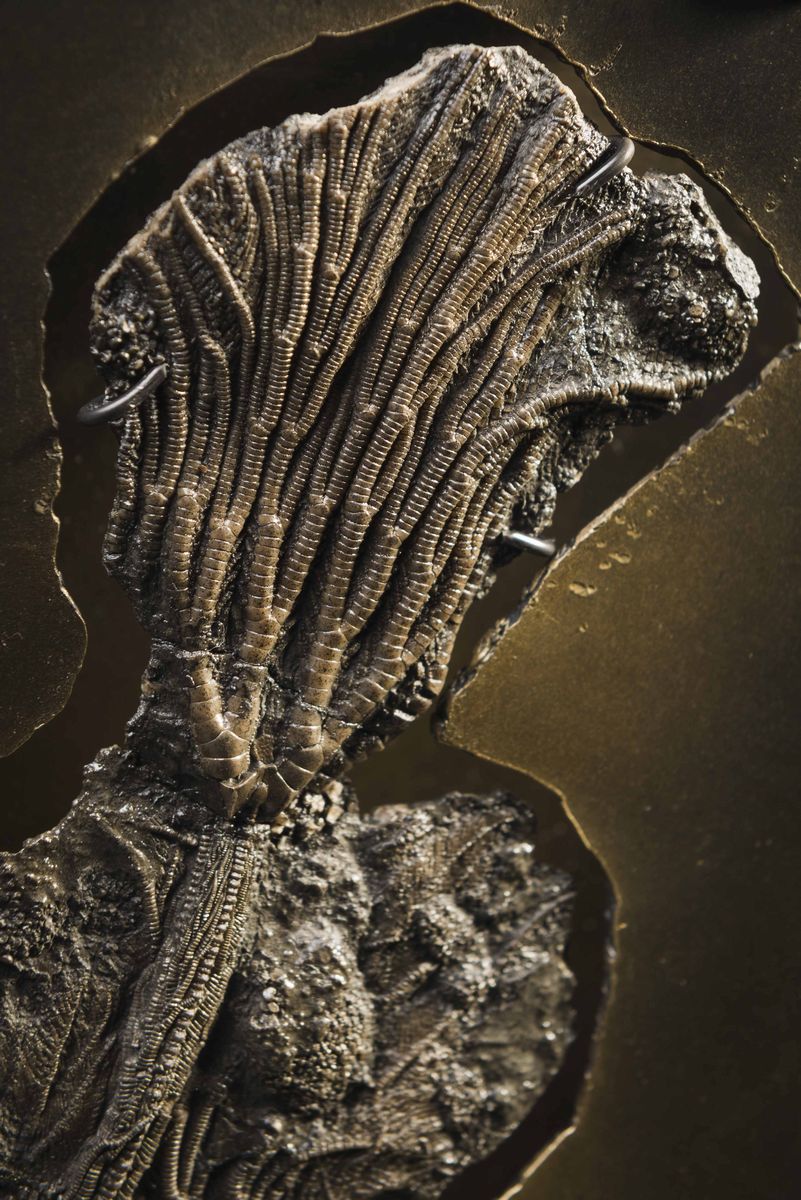 Crinoide in cornice di ottone