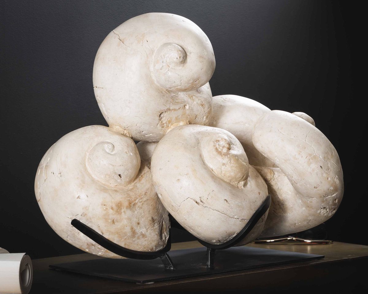 Gruppo di conchiglie fossili