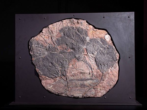 Fossile di crinoide in quadro metallico