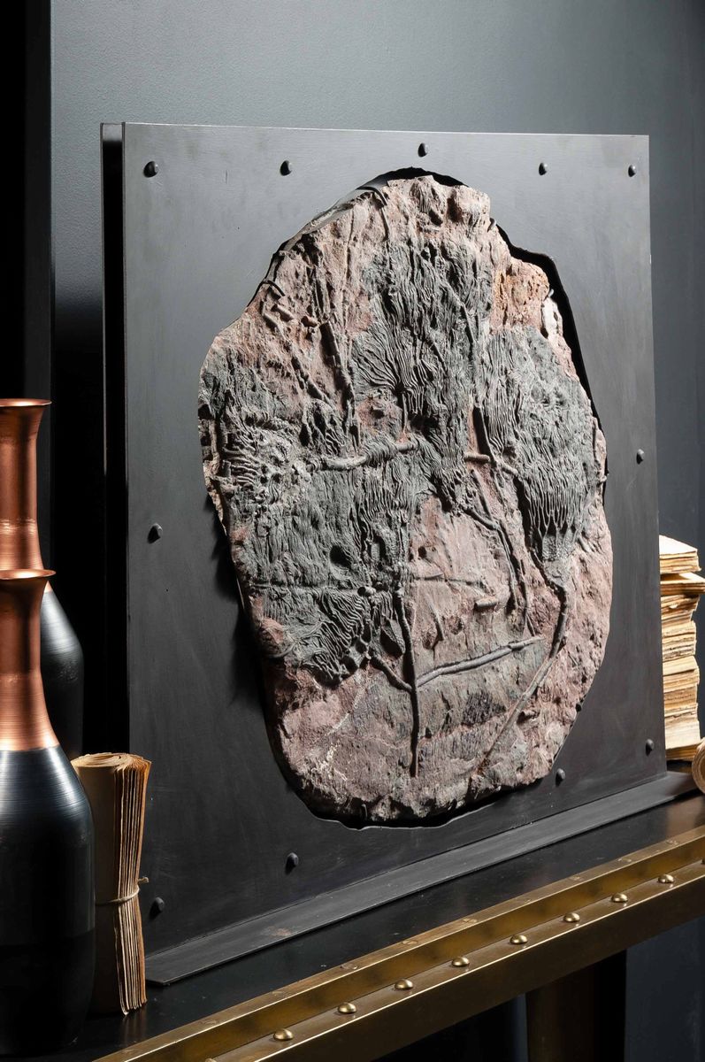 Fossile di crinoide in quadro metallico
