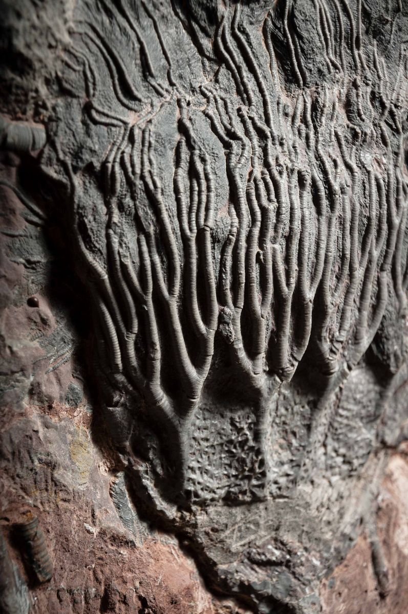 Fossile di crinoide in quadro metallico