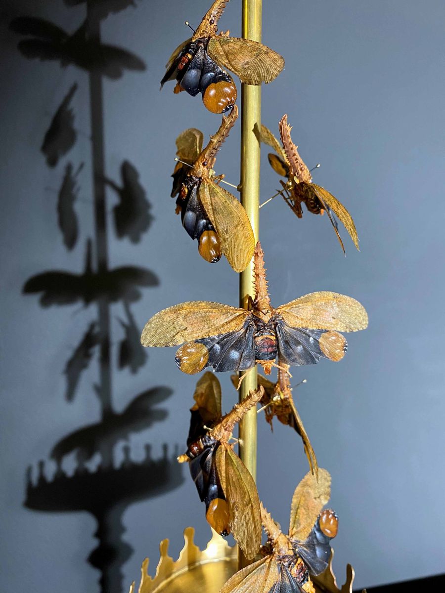 Farfalle pesce sega