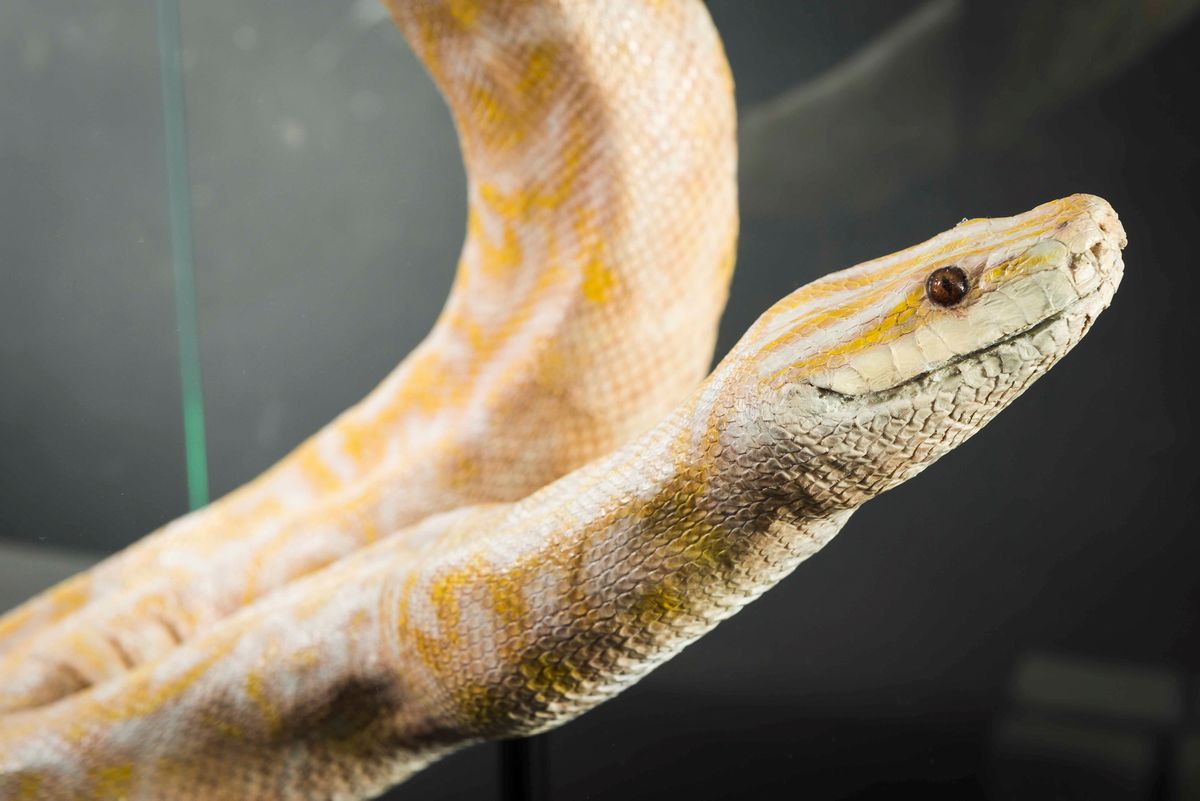 Pitone albino