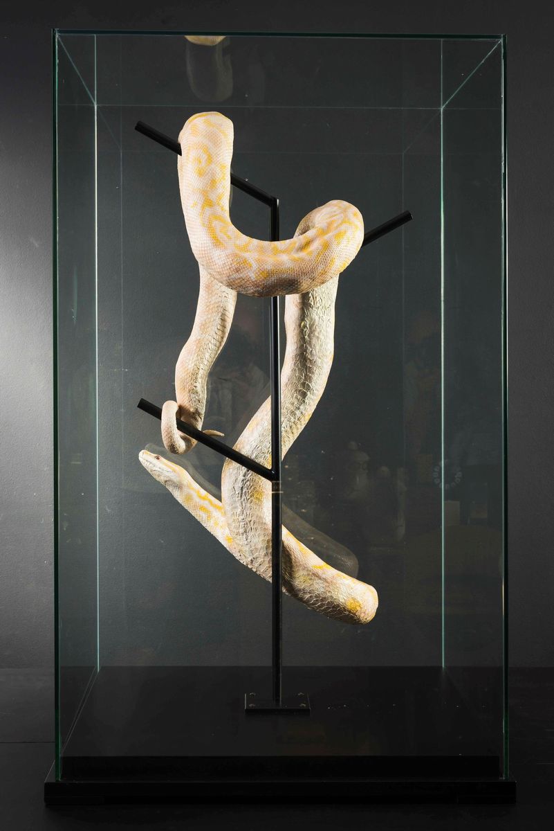 Pitone albino