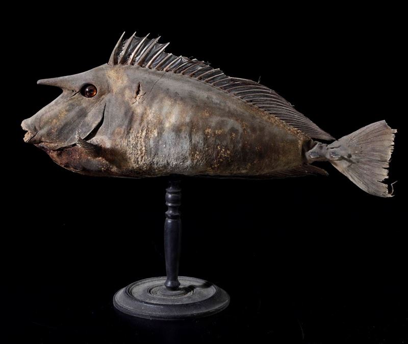 Pesce Unicorno  - Auction Mirabilia - Cambi Casa d'Aste