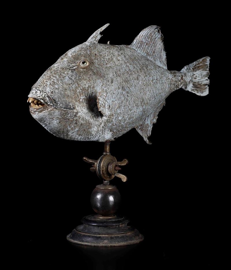 Pesce Balestra  - Auction Mirabilia - Cambi Casa d'Aste