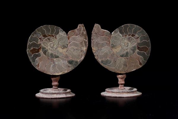 Ammonite sezionata