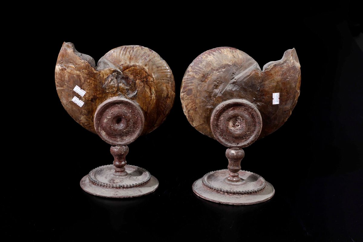 Ammonite sezionata