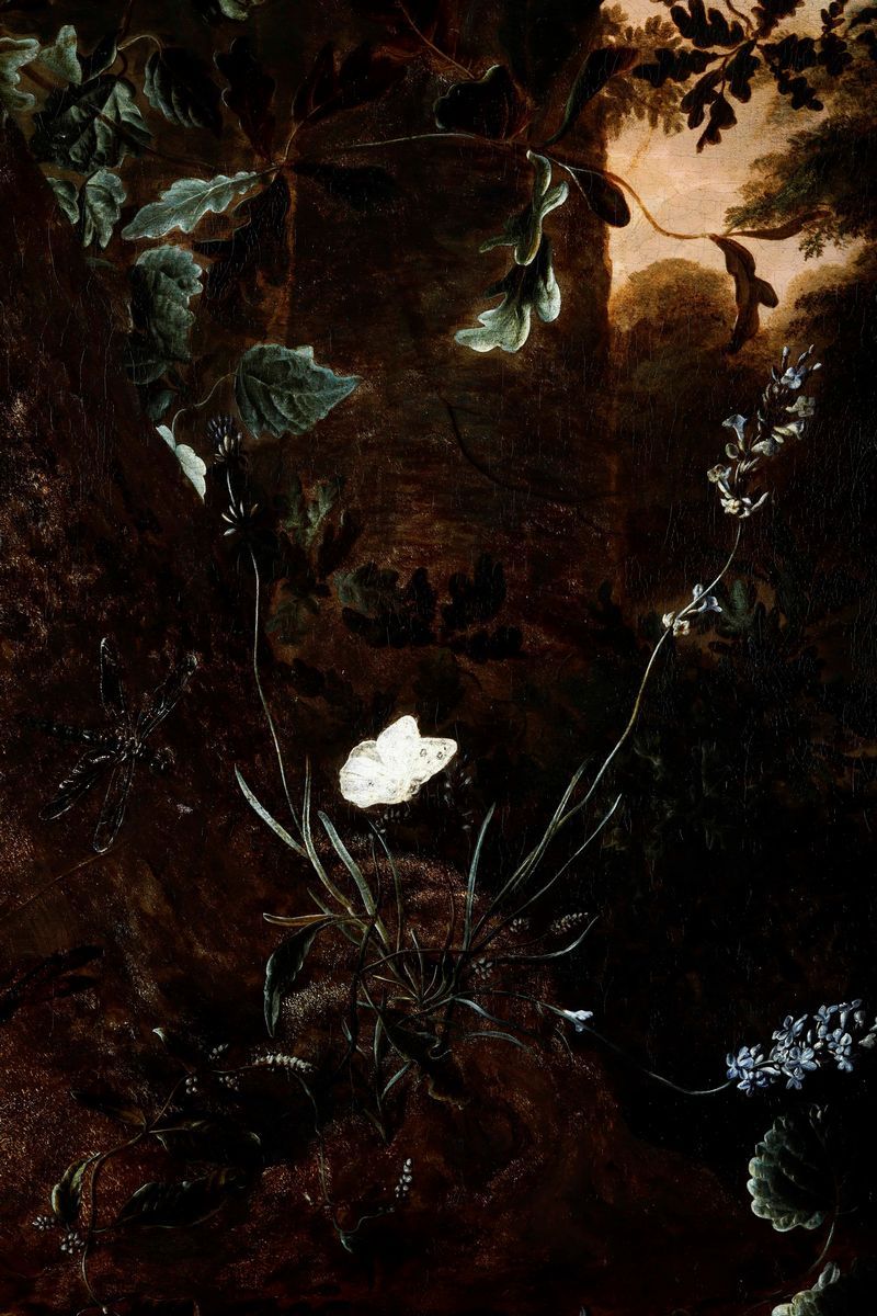 Otto Marseus Van Schrieck (nimega 1619 - Amsterdam 1678), Attribuito Asottobosco