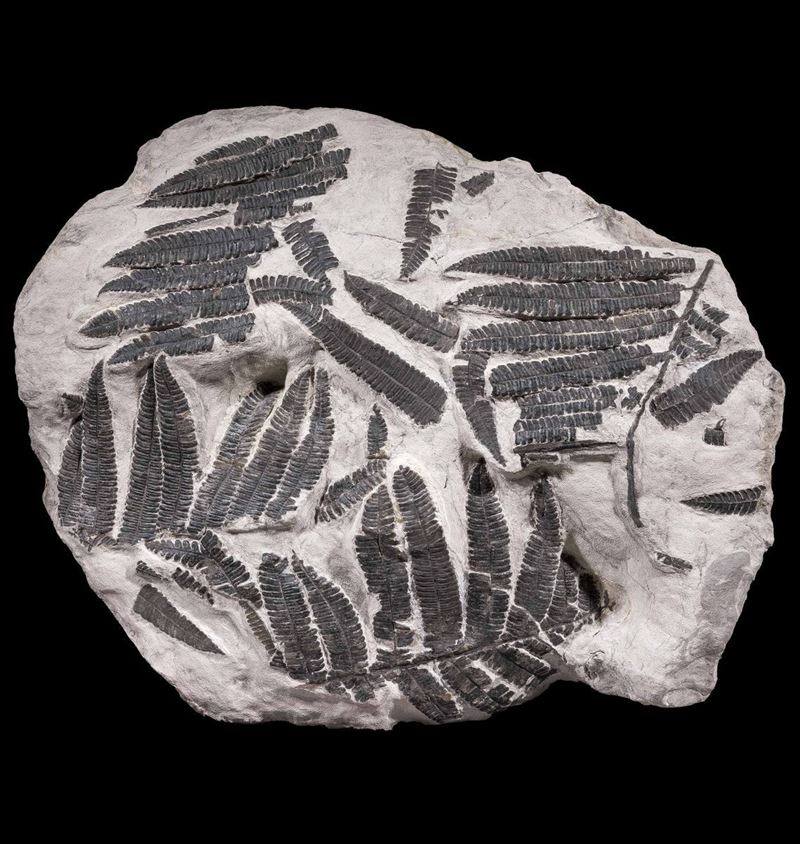 Blocco di felci fossili  - Auction Mirabilia - Cambi Casa d'Aste