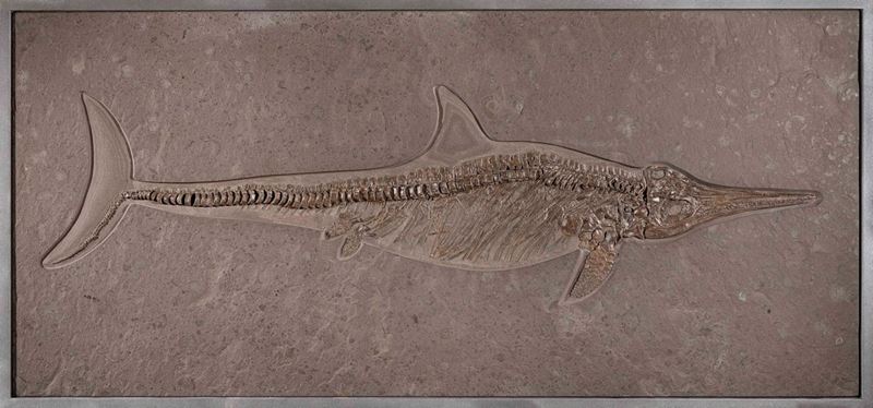 Eccezionale esemplare di ittiosauro  - Auction Mirabilia - Cambi Casa d'Aste
