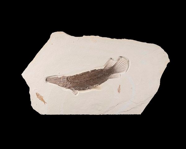 Raro pesce Lepisosteus fossile