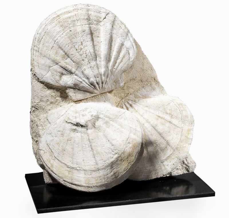 Gruppo di Pecten fossili  - Auction Mirabilia - Cambi Casa d'Aste