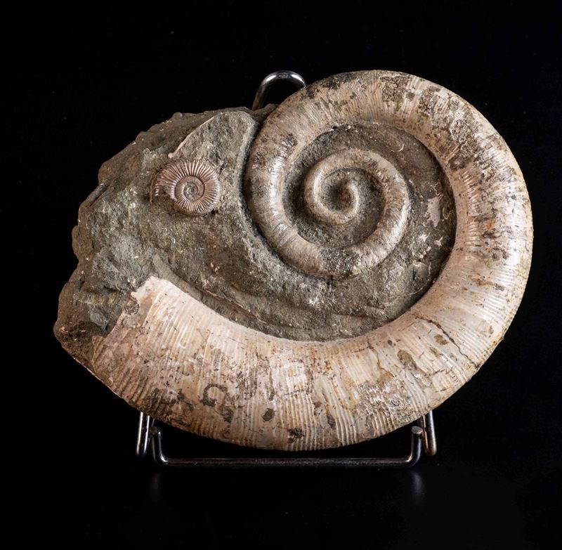 Ammonite svolta  - Auction Mirabilia - Cambi Casa d'Aste