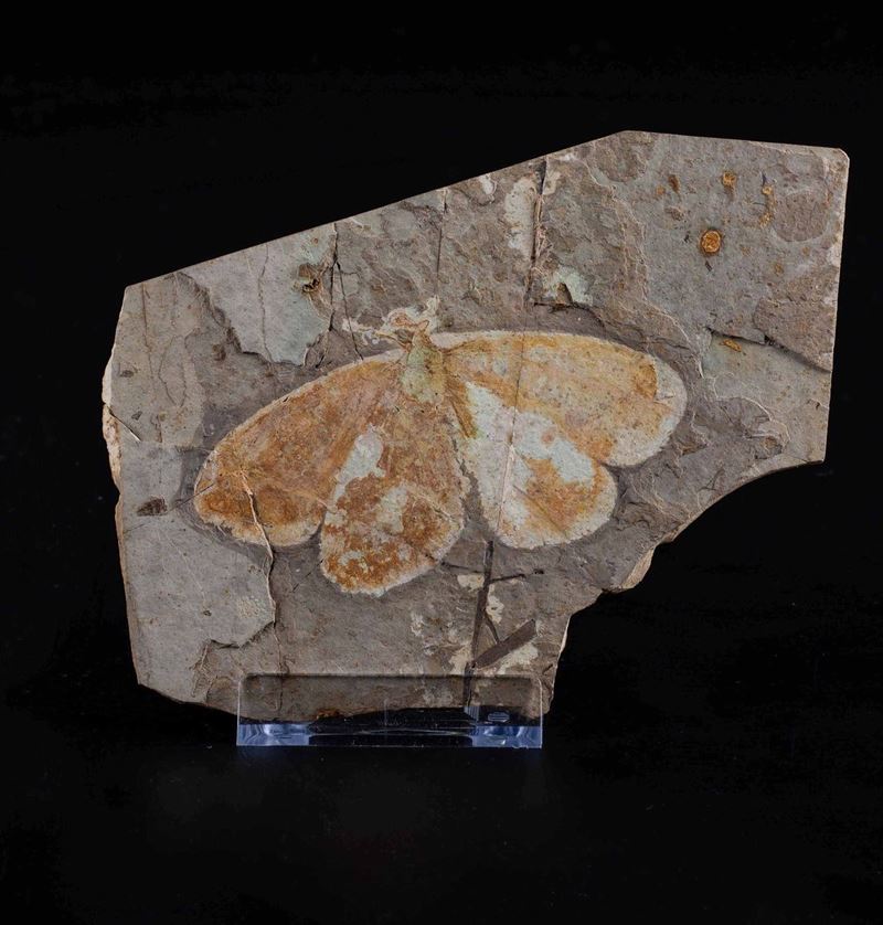 Rara farfalla fossile  - Asta Mirabilia - Cambi Casa d'Aste