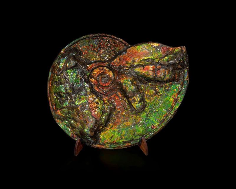 Rara ammonite iridescente  - Auction Mirabilia - Cambi Casa d'Aste
