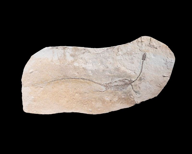 Rettile fossile su matrice  - Asta Mirabilia - Cambi Casa d'Aste