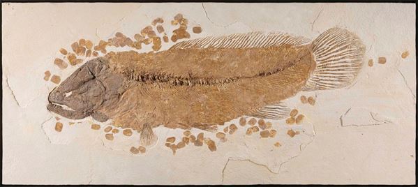 Eccezionale pesce fossile