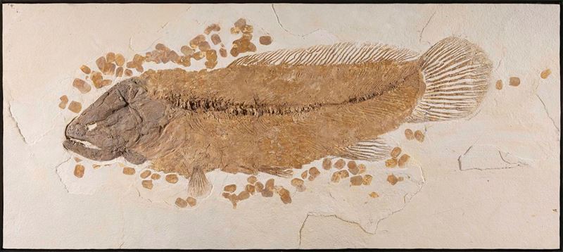 Eccezionale pesce fossile  - Asta Mirabilia - Cambi Casa d'Aste
