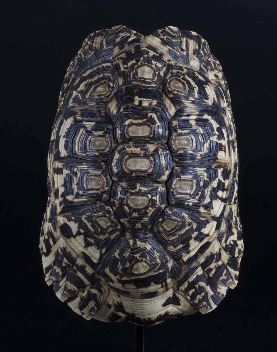 Carapace di tartaruga leopardo