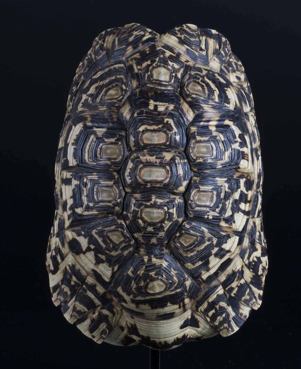 Carapace di tartaruga leopardo