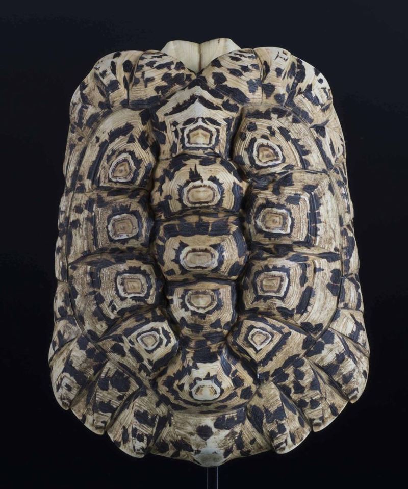 Guscio di tartaruga leopardo  - Asta Mirabilia - Cambi Casa d'Aste