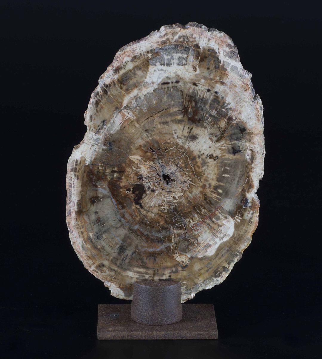 Lastra di legno fossile