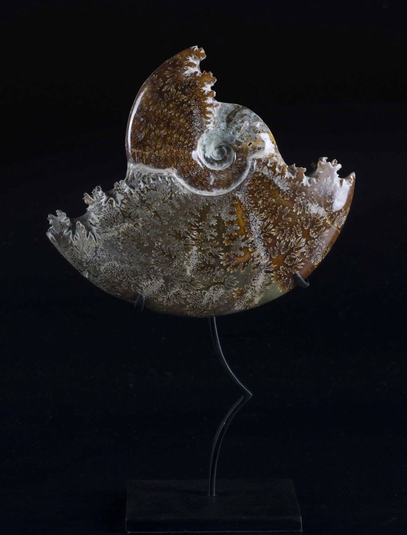 Ammonite  - Asta Mirabilia - Cambi Casa d'Aste