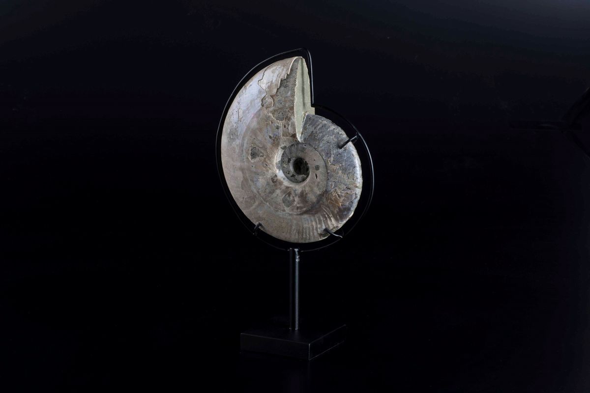 Ammonite incorniciata