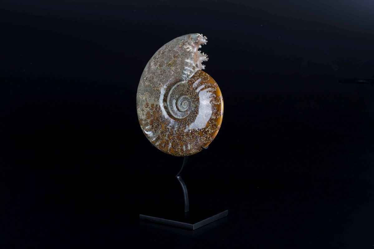 Ammonite