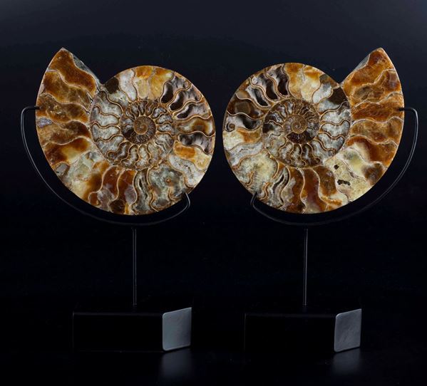 Ammonite sezionata