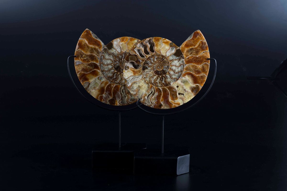 Ammonite sezionata