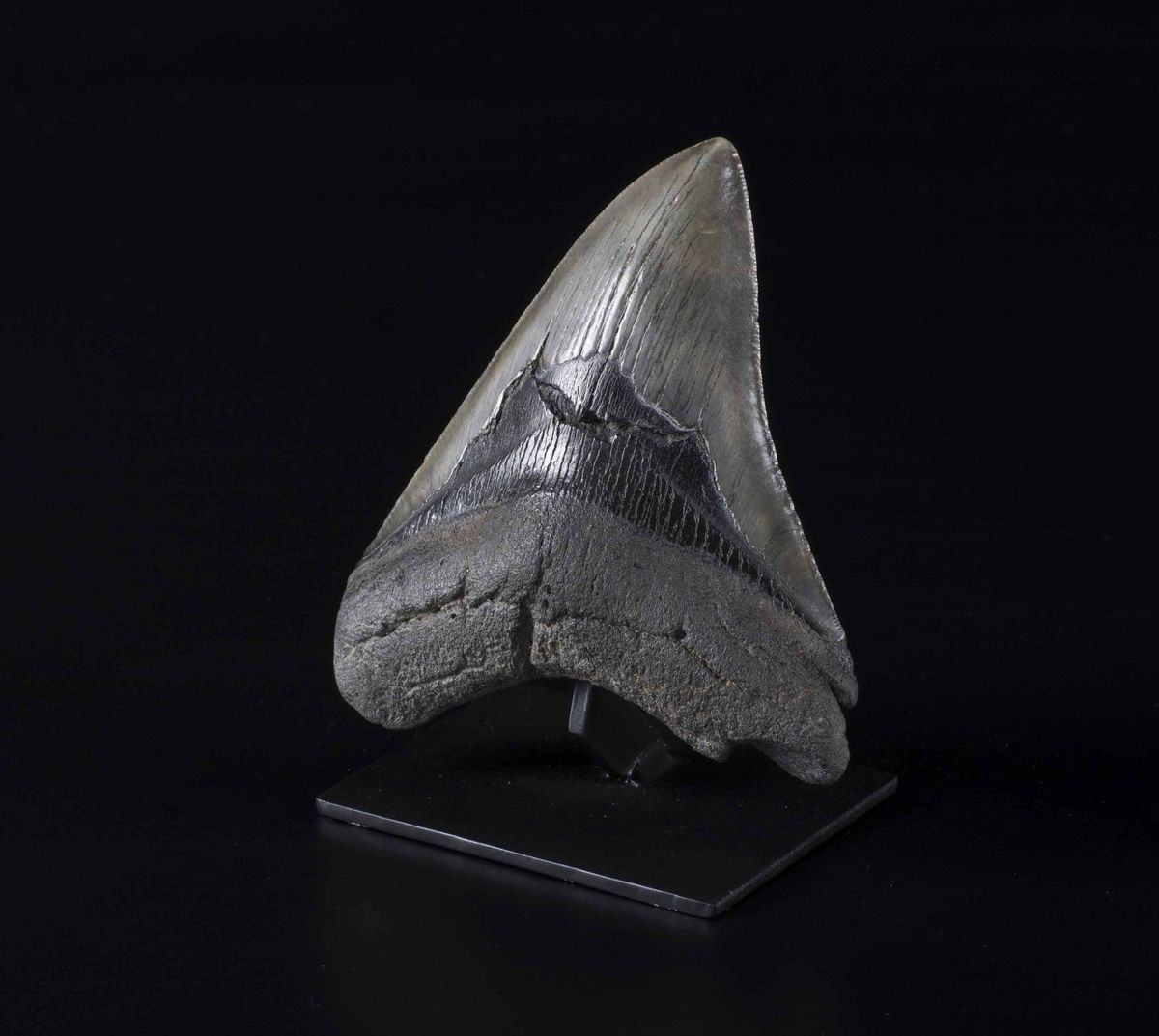 Dente di Megalodon