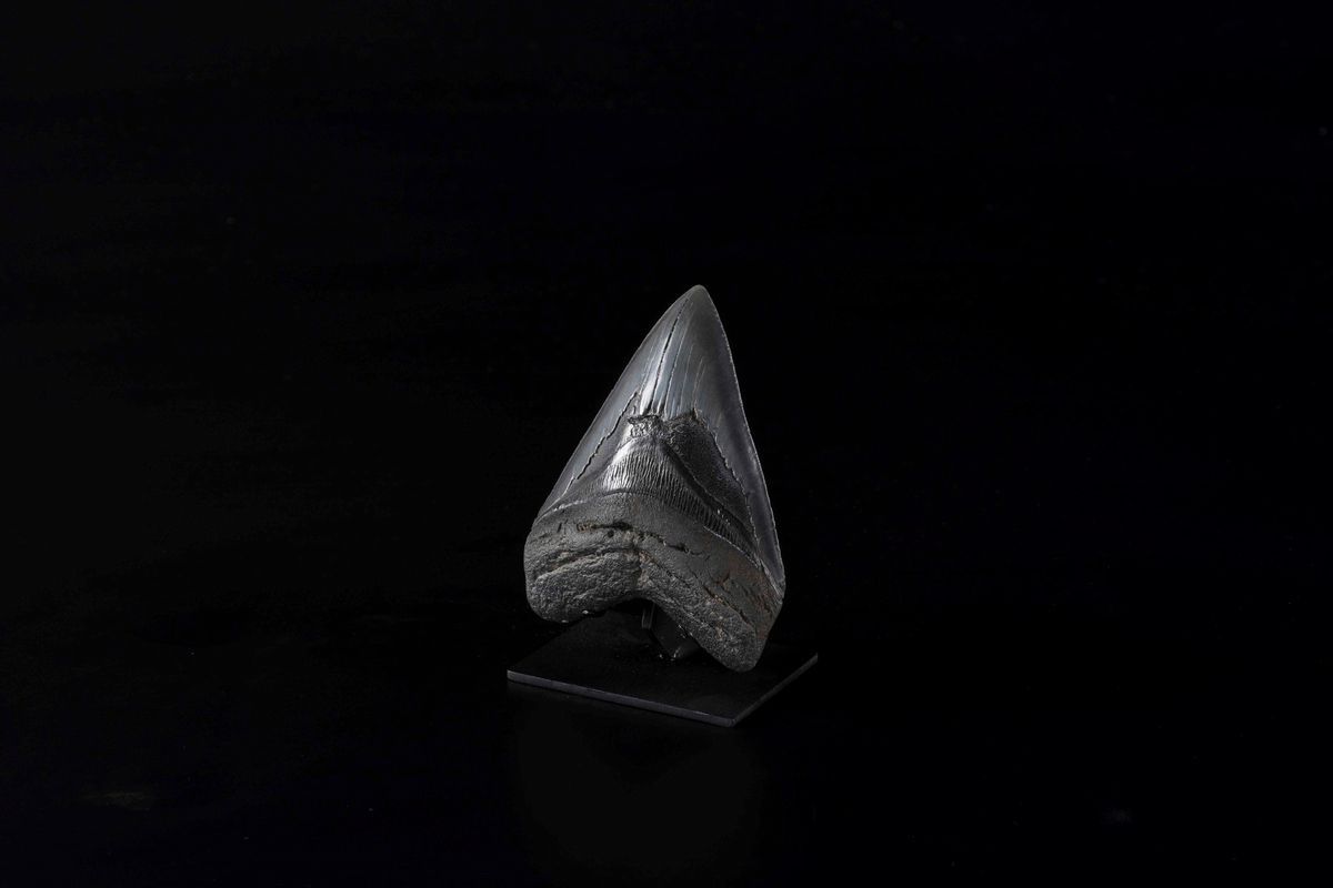 Dente di Megalodon