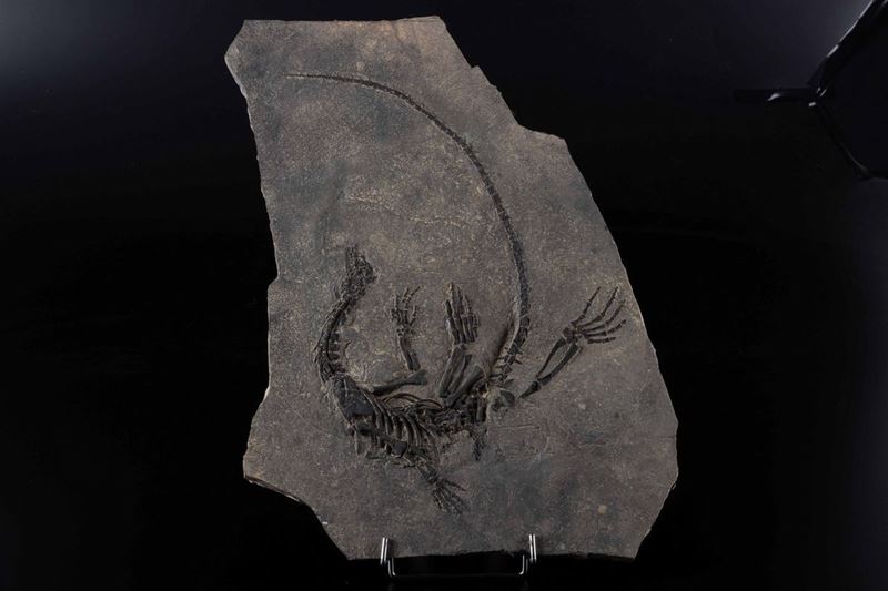 Fossile di Claudiosaurus  - Asta Mirabilia - Cambi Casa d'Aste