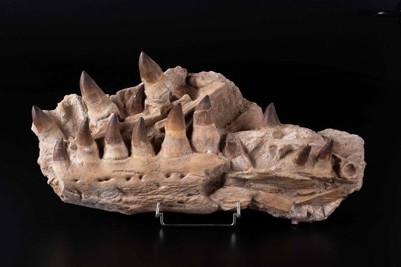 Mandibola di mosasaurus  - Auction Mirabilia - Cambi Casa d'Aste
