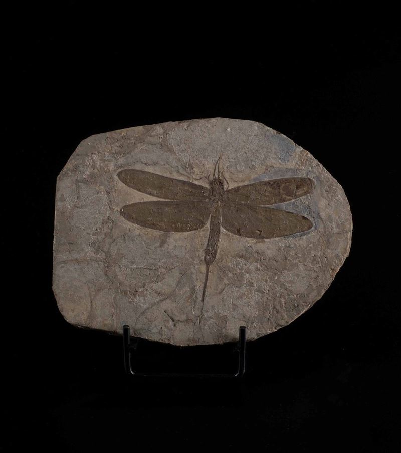 Libellula fossile  - Auction Mirabilia - Cambi Casa d'Aste