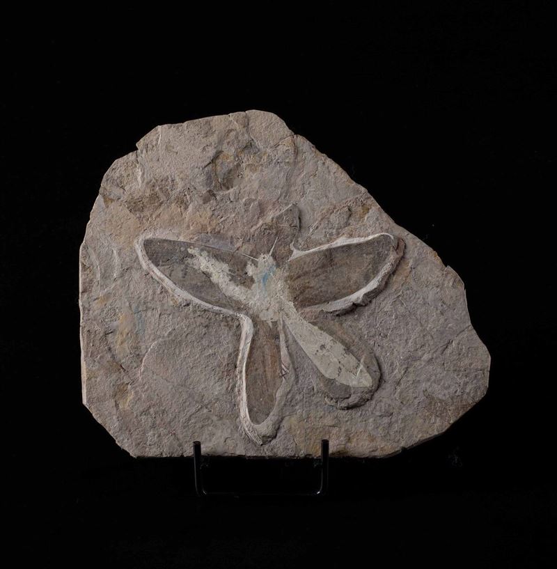Mantide religiosa fossile  - Auction Mirabilia - Cambi Casa d'Aste