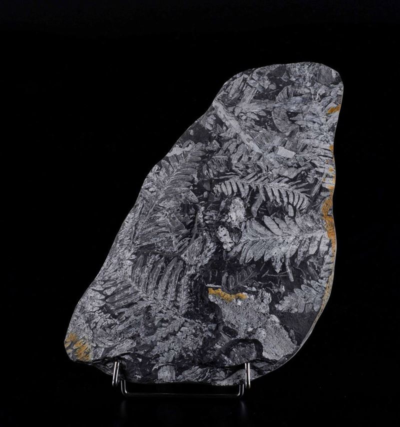 Felce fossile  - Auction Mirabilia - Cambi Casa d'Aste