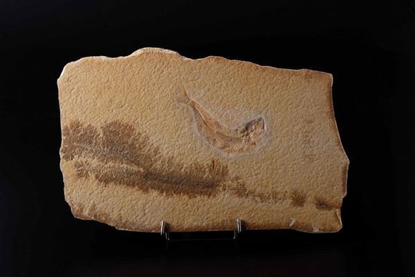 Pesce fossile con Dendriti