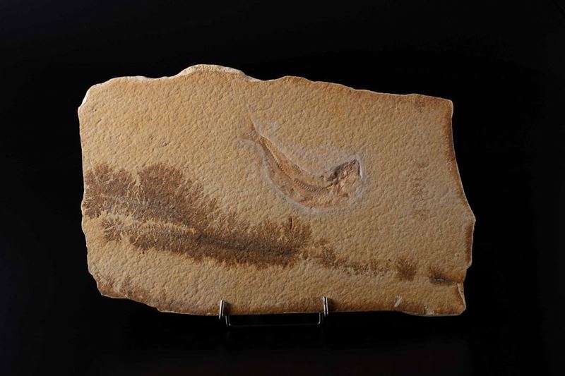 Pesce fossile con Dendriti  - Auction Mirabilia - Cambi Casa d'Aste