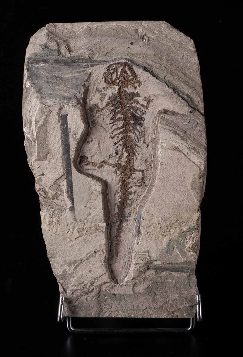 Salamandra fossile  - Asta Mirabilia - Cambi Casa d'Aste