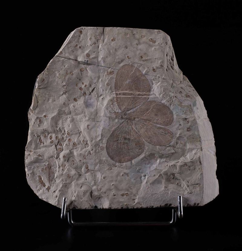 Farfalla fossile  - Asta Mirabilia - Cambi Casa d'Aste