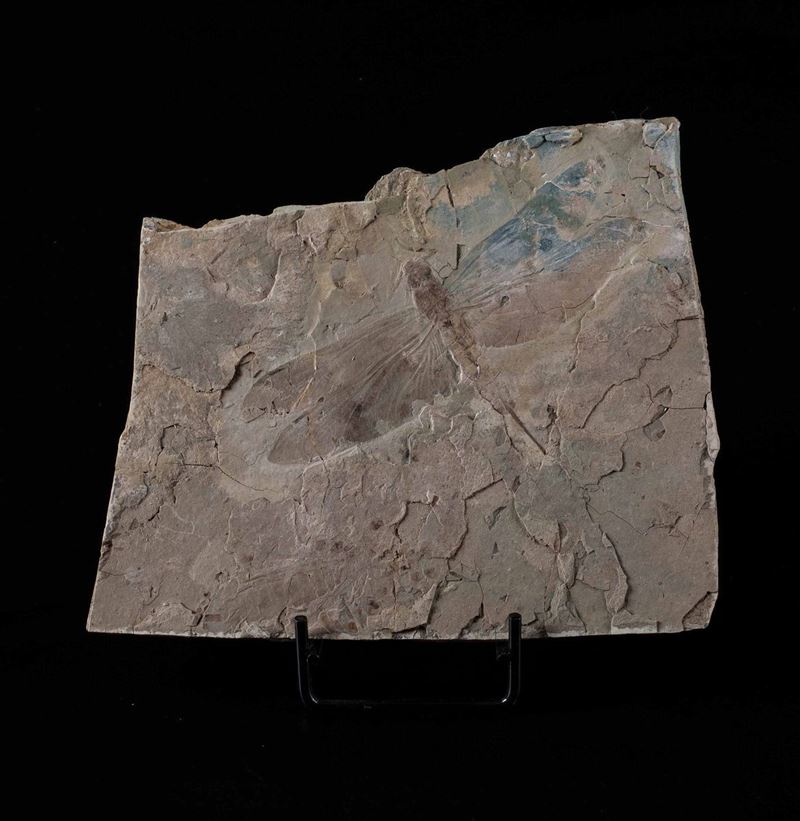 Libellula fossile  - Auction Mirabilia - Cambi Casa d'Aste