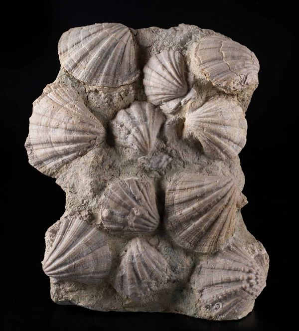 Gruppo di pecten fossili