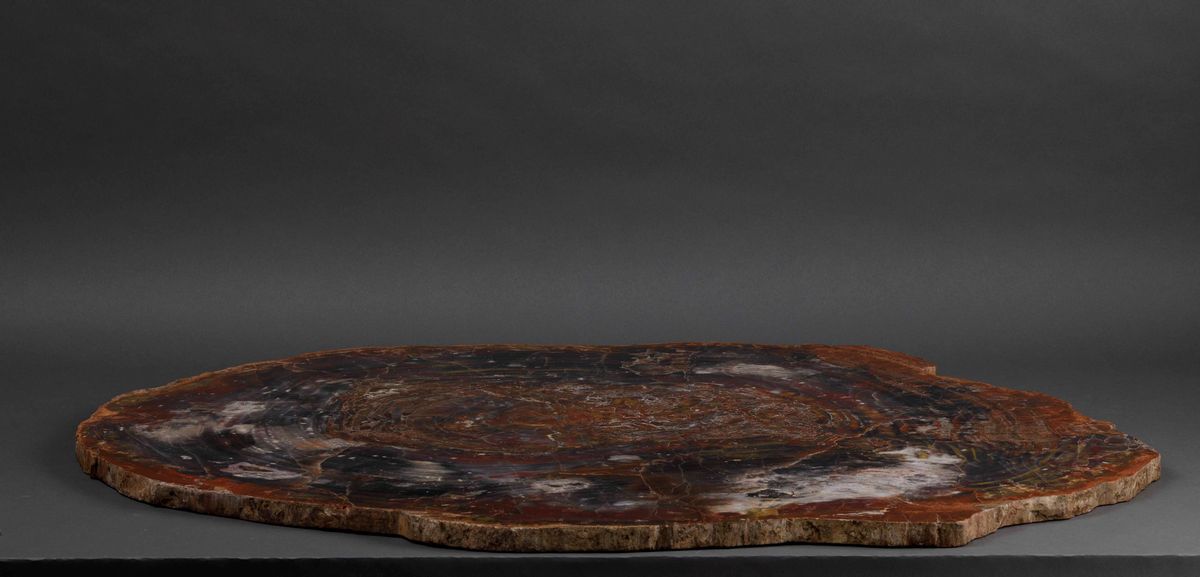 Grande lastra di legno fossile