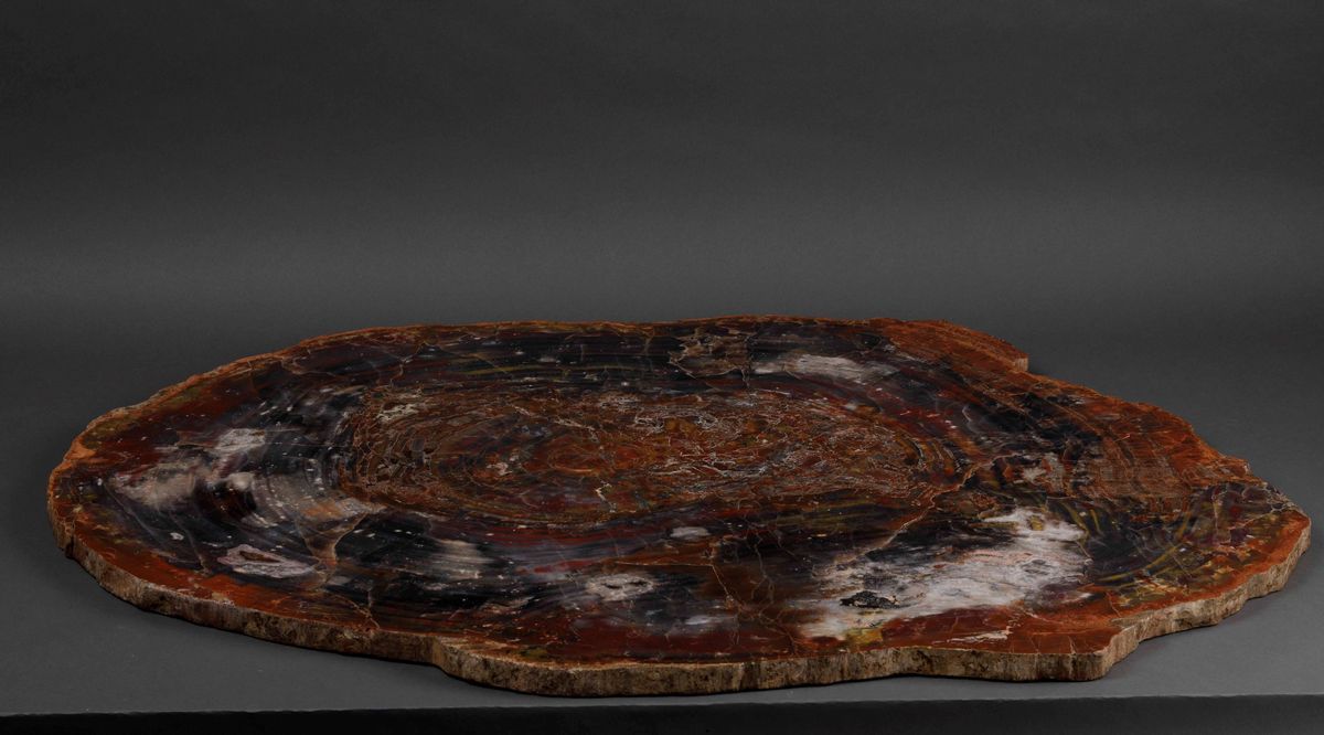 Grande lastra di legno fossile