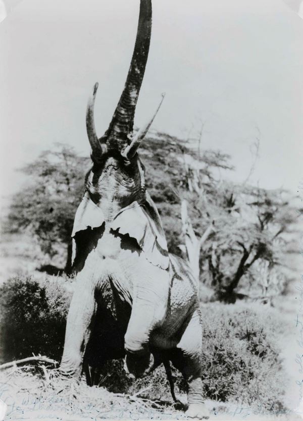 Peter Beard (1938) Elephant reaching for the last branch on a tree, Kenya, 1965, stampata nel 1983