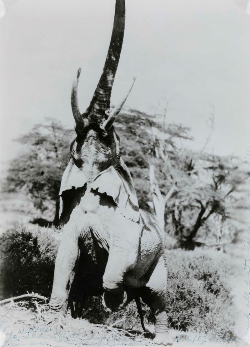 Peter Beard (1938) Elephant reaching for the last branch on a tree, Kenya, 1965, stampata nel 1983  - Asta Fotografia - II - Cambi Casa d'Aste